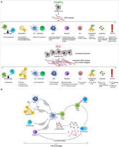 Figure 1: The Innate and Adaptive Immune Functions in SLE 