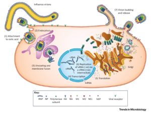 Figure 1 The natural history, pathogenesis and replication cycle of influenza viruses