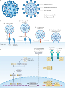Figure 2 Molecular and Cellular Pathogenesis of SARS-CoV-2