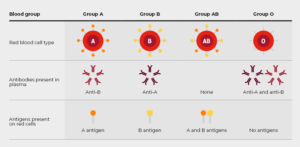 ABO Antigens and Antibodies