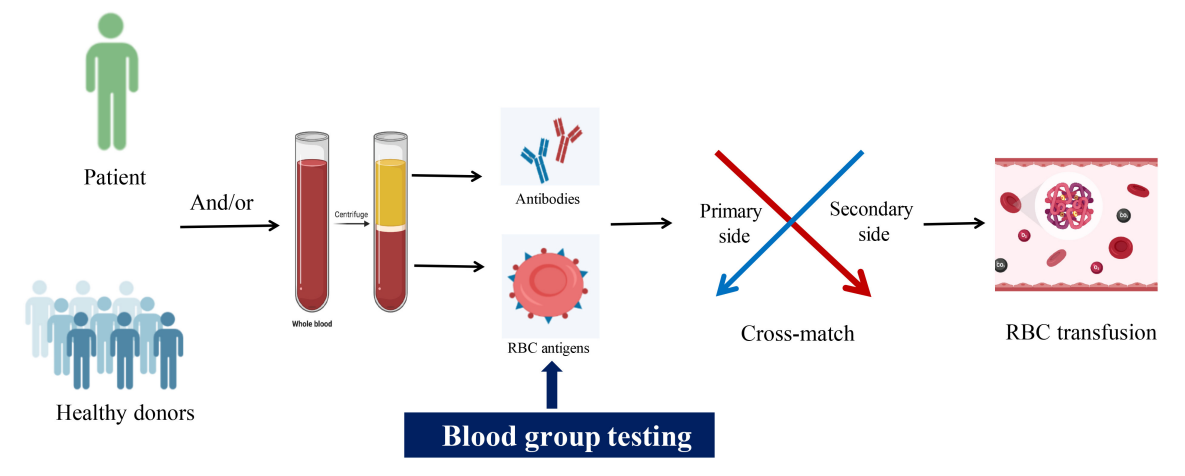 research paper on blood group